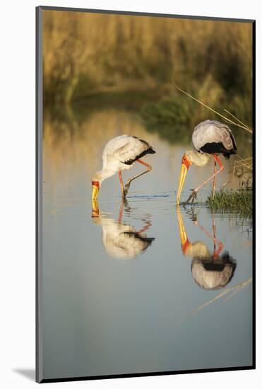 Yellow Billed Storks, Moremi Game Reserve, Botswana-Paul Souders-Mounted Photographic Print