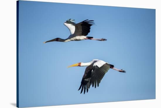 Yellow Billed Storks, Moremi Game Reserve, Botswana-Paul Souders-Stretched Canvas