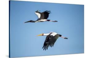 Yellow Billed Storks, Moremi Game Reserve, Botswana-Paul Souders-Stretched Canvas