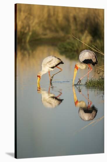 Yellow Billed Storks, Moremi Game Reserve, Botswana-Paul Souders-Stretched Canvas