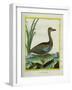 Yellow-Billed Teal-Georges-Louis Buffon-Framed Giclee Print