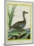 Yellow-Billed Teal-Georges-Louis Buffon-Mounted Giclee Print