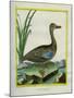 Yellow-Billed Teal-Georges-Louis Buffon-Mounted Giclee Print