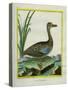 Yellow-Billed Teal-Georges-Louis Buffon-Stretched Canvas