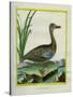 Yellow-Billed Teal-Georges-Louis Buffon-Stretched Canvas