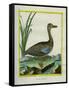 Yellow-Billed Teal-Georges-Louis Buffon-Framed Stretched Canvas