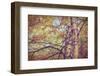 Yellow Birch Foliage-Instagram-Mirage3-Framed Photographic Print