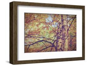 Yellow Birch Foliage-Instagram-Mirage3-Framed Photographic Print