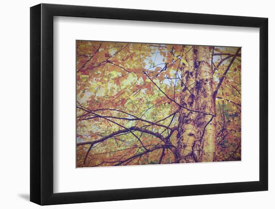 Yellow Birch Foliage-Instagram-Mirage3-Framed Photographic Print