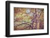 Yellow Birch Foliage-Instagram-Mirage3-Framed Photographic Print