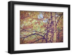 Yellow Birch Foliage-Instagram-Mirage3-Framed Photographic Print