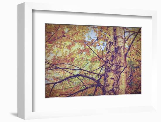 Yellow Birch Foliage-Instagram-Mirage3-Framed Photographic Print