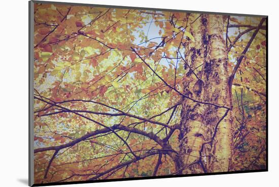 Yellow Birch Foliage-Instagram-Mirage3-Mounted Photographic Print