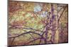 Yellow Birch Foliage-Instagram-Mirage3-Mounted Photographic Print