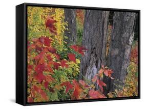 Yellow Birch Tree Trunks and Fall Foliage, Kancamagus Highway, White Mountain National Forest-Merrill Images-Framed Stretched Canvas