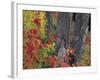 Yellow Birch Tree Trunks and Fall Foliage, Kancamagus Highway, White Mountain National Forest-Merrill Images-Framed Photographic Print