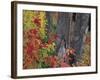 Yellow Birch Tree Trunks and Fall Foliage, Kancamagus Highway, White Mountain National Forest-Merrill Images-Framed Photographic Print