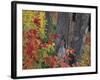 Yellow Birch Tree Trunks and Fall Foliage, Kancamagus Highway, White Mountain National Forest-Merrill Images-Framed Photographic Print