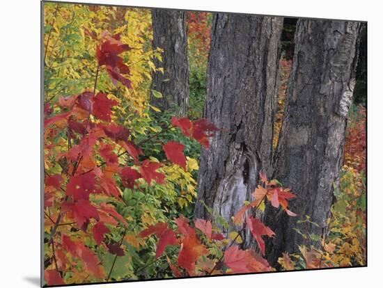 Yellow Birch Tree Trunks and Fall Foliage, Kancamagus Highway, White Mountain National Forest-Merrill Images-Mounted Photographic Print
