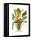 Yellow Bird of Paradise - Mandela's Gold-Louis Van Houtte-Framed Stretched Canvas