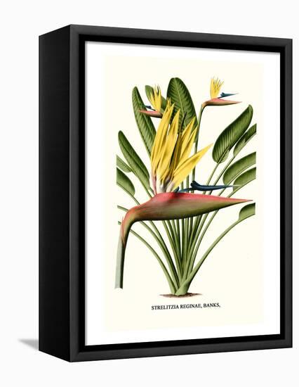 Yellow Bird of Paradise - Mandela's Gold-Louis Van Houtte-Framed Stretched Canvas