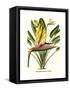 Yellow Bird of Paradise - Mandela's Gold-Louis Van Houtte-Framed Stretched Canvas