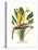 Yellow Bird of Paradise - Mandela's Gold-Louis Van Houtte-Stretched Canvas