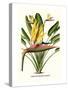 Yellow Bird of Paradise - Mandela's Gold-Louis Van Houtte-Stretched Canvas