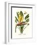 Yellow Bird of Paradise - Mandela's Gold-Louis Van Houtte-Framed Premium Giclee Print