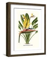 Yellow Bird of Paradise - Mandela's Gold-Louis Van Houtte-Framed Art Print