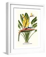 Yellow Bird of Paradise - Mandela's Gold-Louis Van Houtte-Framed Art Print