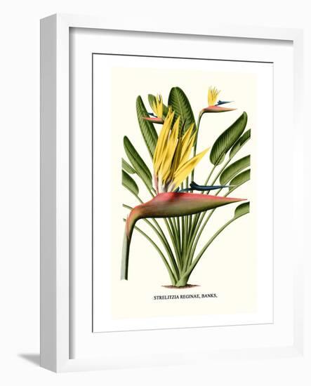 Yellow Bird of Paradise - Mandela's Gold-Louis Van Houtte-Framed Art Print