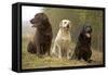 Yellow, Black and Chocolate Labradors Sitting-null-Framed Stretched Canvas