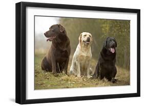 Yellow, Black and Chocolate Labradors Sitting-null-Framed Photographic Print