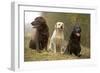 Yellow, Black and Chocolate Labradors Sitting-null-Framed Photographic Print