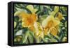 Yellow Bloom-Graeme Stevenson-Framed Stretched Canvas