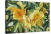 Yellow Bloom-Graeme Stevenson-Stretched Canvas