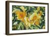 Yellow Bloom-Graeme Stevenson-Framed Giclee Print