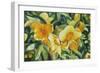 Yellow Bloom-Graeme Stevenson-Framed Giclee Print