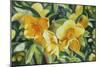 Yellow Bloom-Graeme Stevenson-Mounted Giclee Print