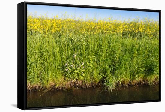 Yellow Blooming Rape Plants at the Edge of A Ditch-Ruud Morijn-Framed Stretched Canvas