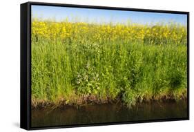 Yellow Blooming Rape Plants at the Edge of A Ditch-Ruud Morijn-Framed Stretched Canvas