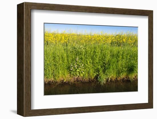 Yellow Blooming Rape Plants at the Edge of A Ditch-Ruud Morijn-Framed Photographic Print