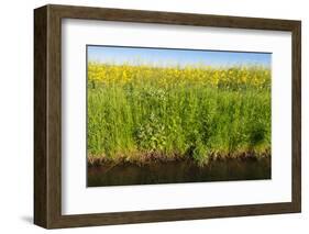 Yellow Blooming Rape Plants at the Edge of A Ditch-Ruud Morijn-Framed Photographic Print