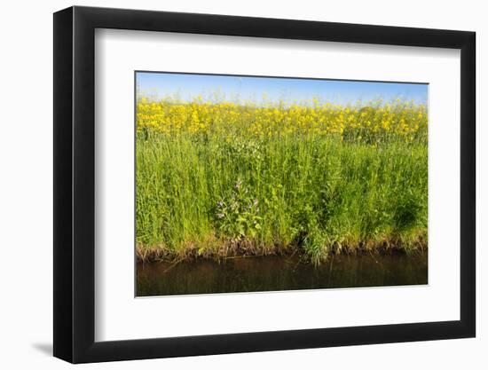 Yellow Blooming Rape Plants at the Edge of A Ditch-Ruud Morijn-Framed Photographic Print