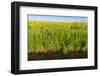 Yellow Blooming Rape Plants at the Edge of A Ditch-Ruud Morijn-Framed Photographic Print