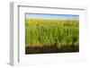 Yellow Blooming Rape Plants at the Edge of A Ditch-Ruud Morijn-Framed Photographic Print