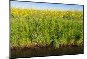 Yellow Blooming Rape Plants at the Edge of A Ditch-Ruud Morijn-Mounted Photographic Print