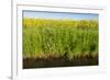 Yellow Blooming Rape Plants at the Edge of A Ditch-Ruud Morijn-Framed Photographic Print