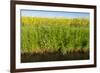 Yellow Blooming Rape Plants at the Edge of A Ditch-Ruud Morijn-Framed Photographic Print